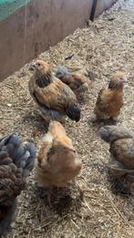 Brahma kippen!, Dieren en Toebehoren, Meerdere dieren, Kip