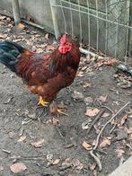 Kippen/hanen, Dieren en Toebehoren, Mannelijk, Kip