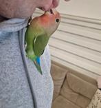 Supertamme en Lieve Agapornis Te Koop! 5 Maanden Oud., Dieren en Toebehoren, Vogels | Parkieten en Papegaaien, Mannelijk, Dwergpapegaai of Agapornis