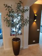 Kunst boom Kunst plant Peter van Son, Ophalen