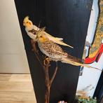 Opgezette valkparkieten op tak opgezet taxidermie taxidermy, Ophalen of Verzenden, Zo goed als nieuw, Vogel, Opgezet dier