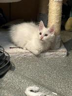 Maine Coon kittens wit, Dieren en Toebehoren, Katten en Kittens | Raskatten | Langhaar, Meerdere dieren, Ontwormd, 0 tot 2 jaar