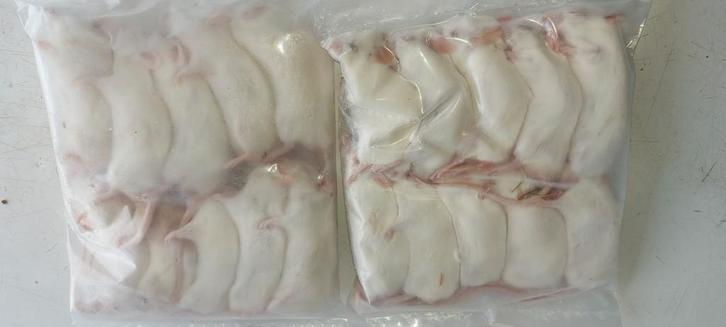 Houten zondag 8 februari  diepvries ratten en muizen