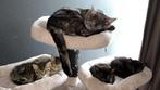 Britsekorthaar smoke x Cypers, Dieren en Toebehoren, Katten en Kittens | Overige Katten, Kater