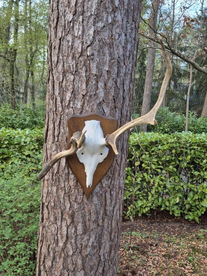 Abnormaal Edelhert Gewei Mancave Jacht, Verzamelen, Dierenverzamelingen, Gebruikt, Gewei of Kop, Hert, Ophalen