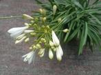 Grote bloeiende Agapanthus in pot, Ophalen, Zomer, Overige soorten, Volle zon