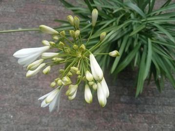 Grote bloeiende Agapanthus in pot beschikbaar voor biedingen