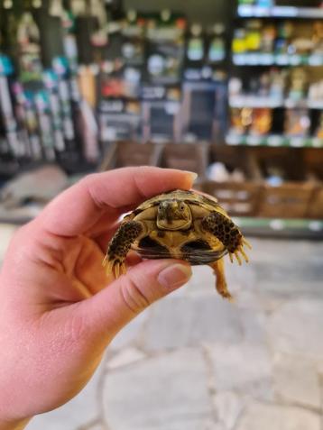 Russische vierteenschildpad - Testudo horsfieldii beschikbaar voor biedingen