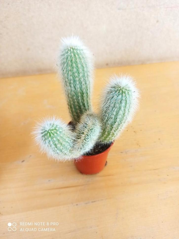 Cristaat cactus potmaat 5.5 nummer C561, Huis en Inrichting, Kamerplanten, Minder dan 100 cm, Halfschaduw, Ophalen of Verzenden