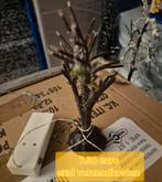 Lemax boompje met verlichting, Diversen, Kerst, Ophalen of Verzenden, Zo goed als nieuw