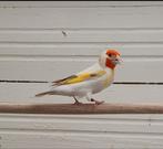Majoor putters, Dieren en Toebehoren, Vogels | Overige Vogels, Meerdere dieren, Wildzangvogel, Geringd