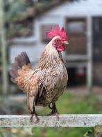 Eenzame haan, Dieren en Toebehoren, Pluimvee, Mannelijk, Kip