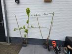 2x druif Autumn Royal en Crimson, Tuin en Terras, Ophalen, Overige soorten, Volle zon, In pot