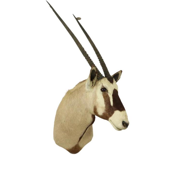 Prachtige Vintage Opgezette Oryx Antilope Gemsbok Taxidermie, Verzamelen, Dierenverzamelingen, Gebruikt, Gewei of Kop, Wild dier