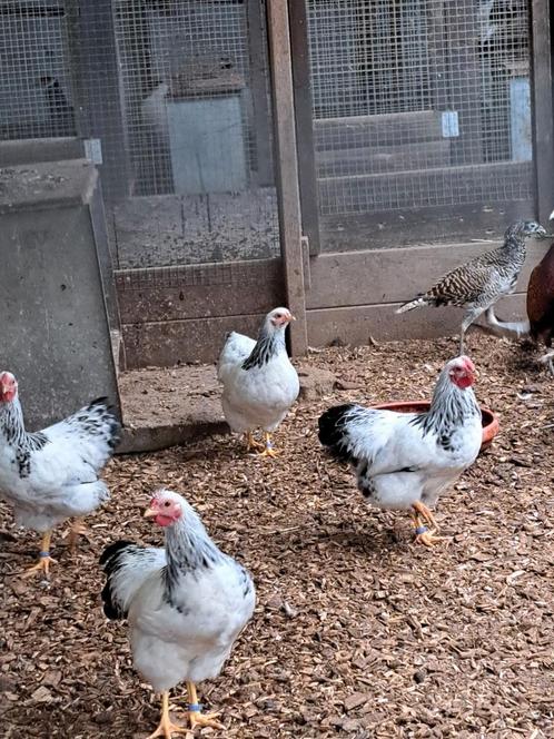 Div. Fazanten-Pauwen-Kippen-Eenden-Duiven-zie advertentie!, Dieren en Toebehoren, Pluimvee, Overige soorten, Meerdere dieren