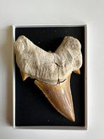 Fossiele haaientand, Verzamelen, Mineralen en Fossielen, Ophalen of Verzenden, Fossiel