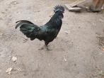 Ayam Cemani haan, Dieren en Toebehoren, Mei, Mannelijk