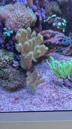 Koralen te koop zeeaquarium  koraal, Dieren en Toebehoren, Vissen | Aquariumvissen, Overige typen