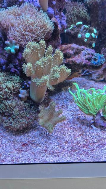 Koralen te koop zeeaquarium  koraal beschikbaar voor biedingen