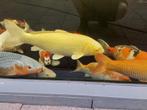 Complete vijver met veel spullen en vissen, Dieren en Toebehoren, Vissen | Vijvervissen, Karper of Koi