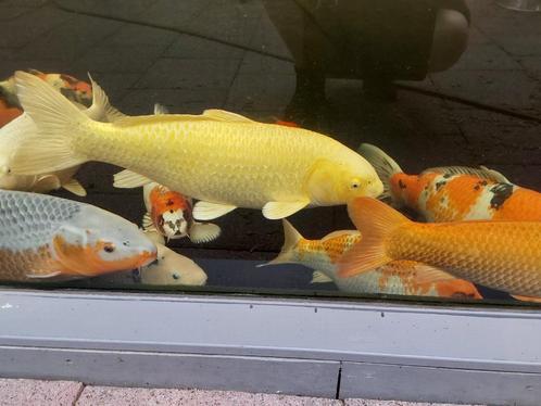 Complete vijver met veel spullen en vissen, Dieren en Toebehoren, Vissen | Vijvervissen, Karper of Koi