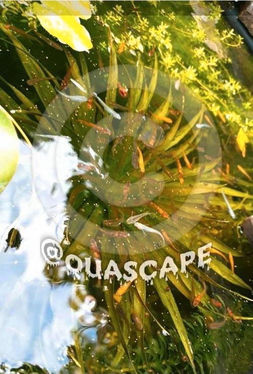 Medaka Japanse Rijstvis Oryzias latipes Mini Koi, Dieren en Toebehoren, Vissen | Vijvervissen, Overige soorten