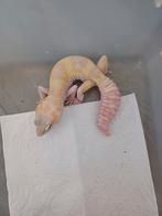 Luipaardgekko, Hagedis, 0 tot 2 jaar