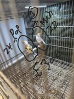 Majoor Putter, Dieren en Toebehoren, Mannelijk, Wildzangvogel