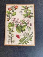15 prenten planten / bloemen 19x27 per stuk 4,50 euro, Antiek en Kunst, Antiek | Schoolplaten, Ophalen of Verzenden, Natuur en Biologie