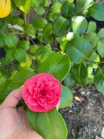 Camelia black lace 150cm hoog, Tuin en Terras, Ophalen, Overige soorten, Struik, 100 tot 250 cm