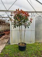 Photinia Red Robin | Meerstammig | Bolvorm, Tuin en Terras, Ophalen of Verzenden, Struik