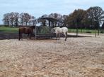 Vakantiestalling, paardenhotel, Stalling, 2 of 3 paarden of pony's