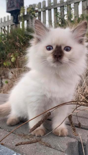 Prachtige ✨ chocolate point Bliss ~ Ragdoll 12 wkn beschikbaar voor biedingen