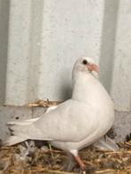 Witte postduiven, Dieren en Toebehoren, Meerdere dieren, Postduif