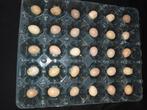 Chinese kwartels kwartel broedeieren kwarteleitjes, Dieren en Toebehoren, Vogels | Overige Vogels, Geslacht onbekend, Tropenvogel