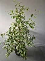 Ficus Benjamina - Kamerplant, Tuin en Terras, Planten | Tuinplanten, Ophalen, Overige soorten, Volle zon