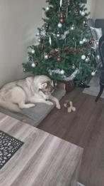 Kerstboom  200cm met lampjes, Diversen, Kerst, Ophalen