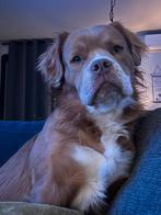 Liefdevol adres voor Driek, Dieren en Toebehoren, Rabiës (hondsdolheid), Reu, 1 tot 2 jaar, Bulldog