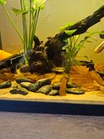 Te koop apistogramma agassizii blueflame vrouw, Dieren en Toebehoren, Vis
