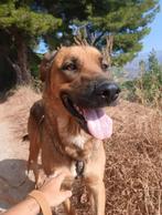 HzH-HILDA, relaxte mooie mix herderdame zoekt lekkere mand, Particulier, Rabiës (hondsdolheid), Overige rassen, Buitenland