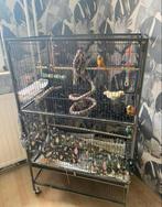 Te Koop VogelKooi, Ophalen, Metaal, Vogelkooi
