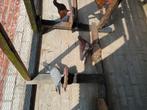 Te koop  koppel  meulemans, Dieren en Toebehoren, Vogels | Duiven, Meerdere dieren