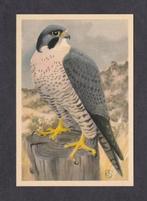 Roofvogel Slechtvalk (2)., Verzamelen, Ansichtkaarten | Dieren, 1960 tot 1980, Vogel, Ophalen of Verzenden