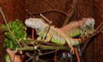 Koppel volwassen groene leguanen, Dieren en Toebehoren, Reptielen en Amfibieën, Hagedis, Tam, 3 tot 6 jaar