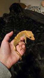 Bewezen Wimpergekko koppel te koop, Dieren en Toebehoren, Reptielen en Amfibieën, Hagedis, 3 tot 6 jaar