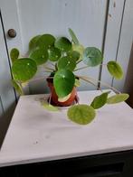 Pannenkoekplant Pilea, Huis en Inrichting, Kamerplanten, Ophalen, Halfschaduw, Minder dan 100 cm