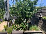 Pruimenboom, Tuin en Terras, Ophalen, Pruimenboom, Halfschaduw, 100 tot 250 cm