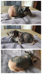 Skinny cavia zeug, Dieren en Toebehoren, Knaagdieren, Cavia, Juli, Vrouwelijk, Tam