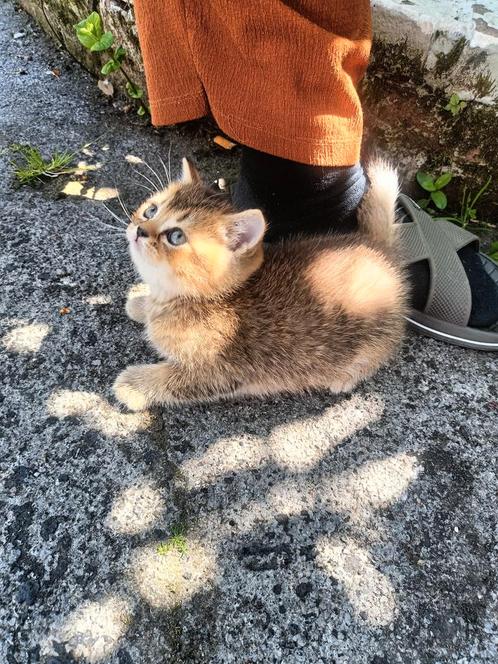 Britskatten, Dieren en Toebehoren, Katten en Kittens | Raskatten | Langhaar