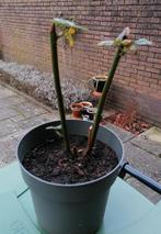 Bramen plant, Tuin en Terras, Ophalen, Minder dan 100 cm, Overige soorten, Zomer